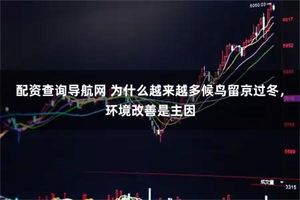 配资查询导航网 为什么越来越多候鸟留京过冬，环境改善是主因