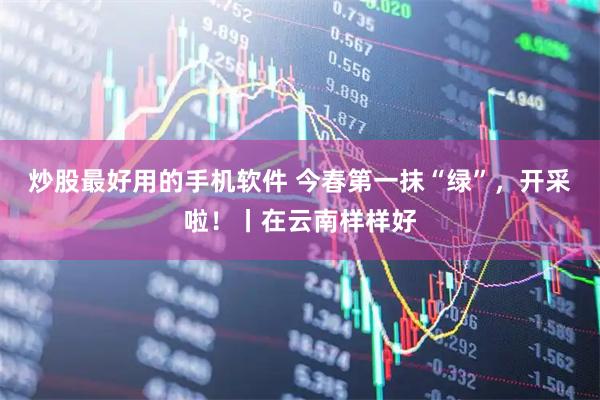炒股最好用的手机软件 今春第一抹“绿”，开采啦！丨在云南样样好